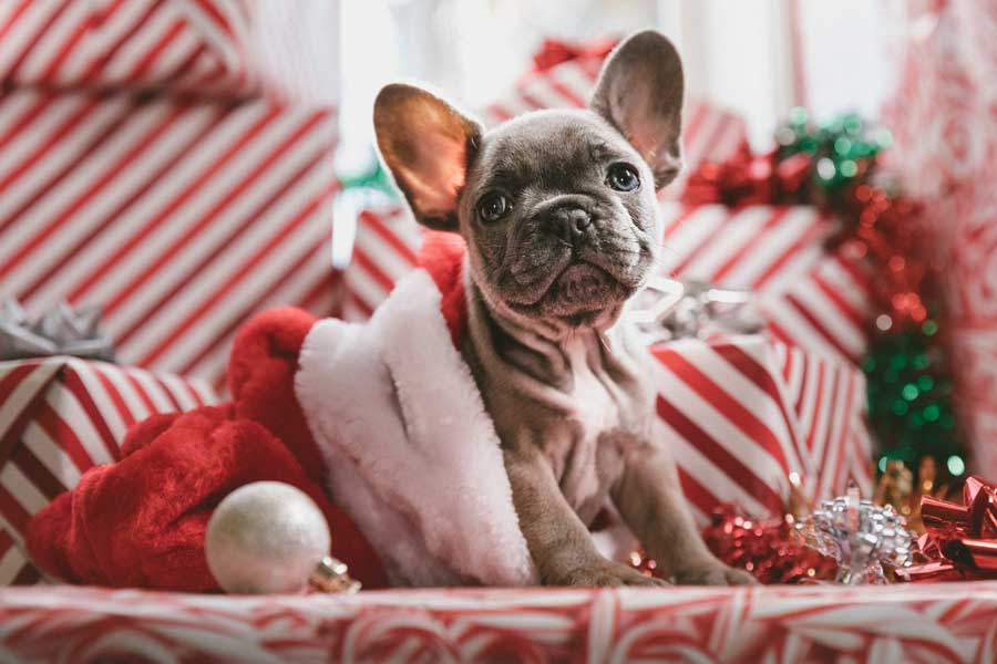 Holiday Puppy